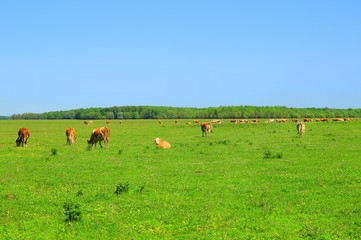 Cows in nature