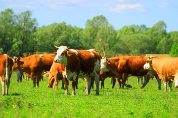 Obraz premium Cows herd on farmland, Nature park Lonjsko polje in Croatia