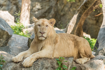 White lion sit on the rock staring at the audience in the zoo.