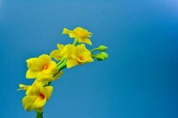 yellow orcids plastic,on blue background,select focus