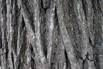 Dry texture background of tree bark. Tree bark close-up.