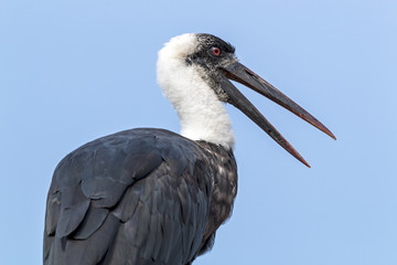 Single Woolly Necked stork against Blue Cloudy Sky