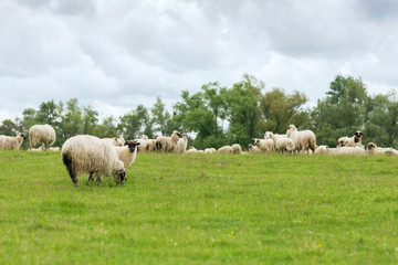 Fototapeta premium Pastoral scene, a flock of sheep