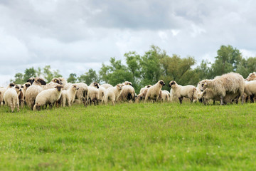 Pastoral scene, a flock of sheep