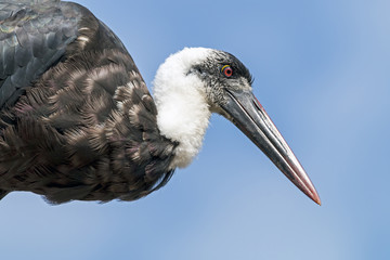 Single Woolly Necked stork against Blue Cloudy Sky
