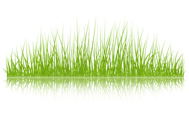 High quality green grass with reflection on white background, vector illustration.