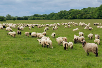 Fototapeta na wymiar Pastoral scene, a flock of sheep