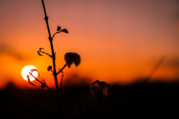 Silhouette einer Pflanze beim Sonnenuntergang