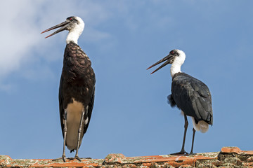 Two Woolly Necked stork against Blue Cloudy Sky