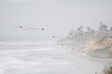 Pelikan in Formation über Meer an Küste entlang