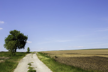 Fototapeta na wymiar weite Felder mit einem Feldweg und einem einsamen Baum