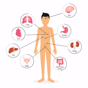 Human body with internal organs. Human body health care infographics.