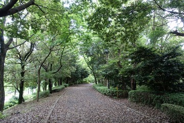 多摩の散歩道