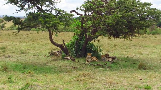 cheetahs lying under tree in savanna at africa