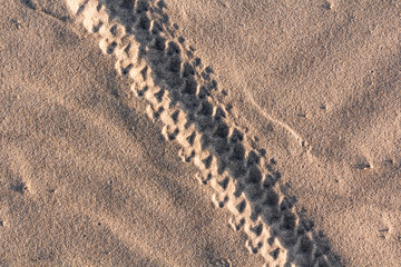 Bicycle tracks on a sand in summer