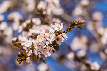 A beautiful blooming plum blossom close-up in spring
