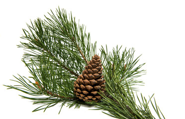 A branch of pine with a pine cone