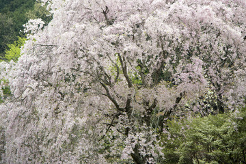 枝垂れ桜