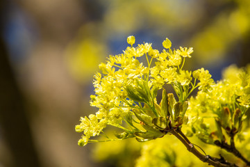 A beautiful blooming maple tree in spring
