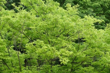 Fototapeta premium 多摩の新緑