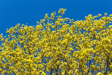 Fototapeta premium A beautiful blooming maple tree in spring