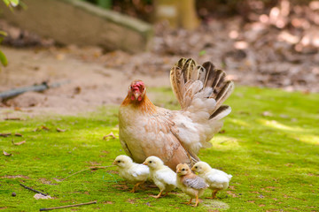bantam rooster in morning