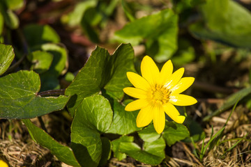 A beautiful blooming kingcups in spring