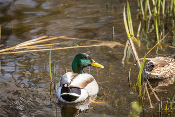 A beautiful portrait of an adult male mallard duck in the lake