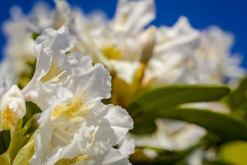 rhododendron