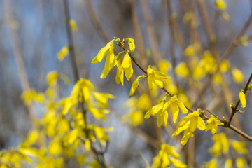 Blooming in garden bush forsythia with yellow flowers