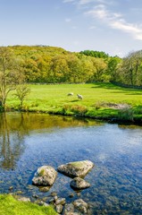 The river Kent near Staveley, Cumbria with rocks in the foreground and woodland in the distance.