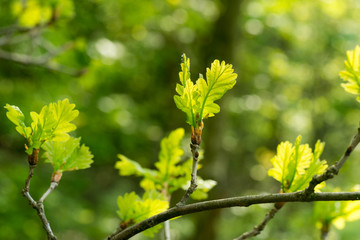 spring oak leaves