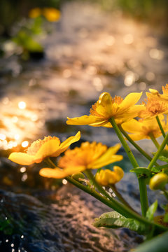 Marsh marigold at the evening light with river background