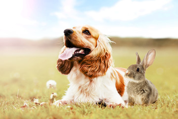 Obraz premium Spaniel dog And rabbit outdoors, faded colors