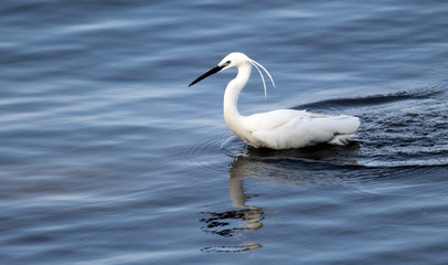 Fototapeta na wymiar The little egret (Egretta garzetta) single bird hunting for fish in water near Danube river in Zemun,Belgrade,Serbia.