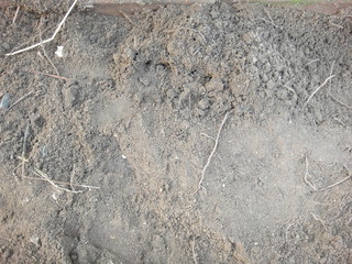 Prepare the soil planting vegetables