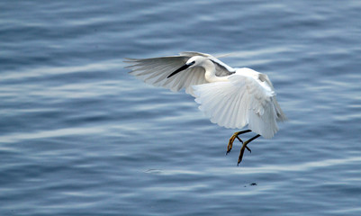 The little egret (Egretta garzetta) flying over the River Danube at Zemun in the Belgrade Serbia.