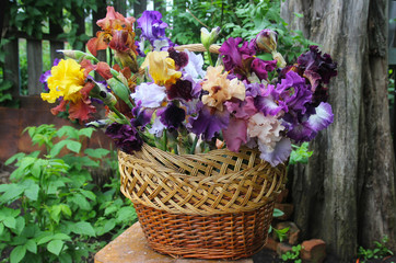 Naklejka premium Irises. A bouquet of irises in a summer garden
