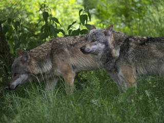 Fototapeta premium Wölfe am Waldrand