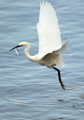 The little egret (Egretta garzetta) flying over the River Danube with a fish in its bill,at Zemun in the Belgrade Serbia.