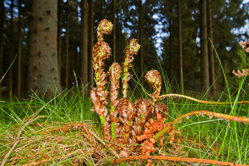Unfolding fronds of Buckler fern in spring
