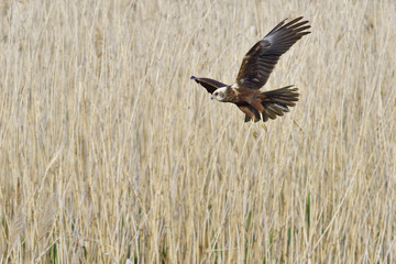 Weibliche Rohrweihe auf Jagd