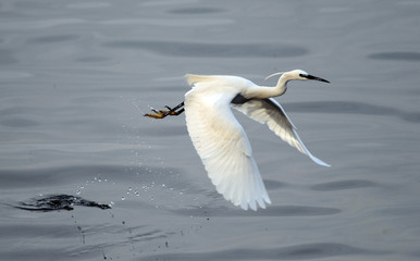 Obraz premium The little egret (Egretta garzetta) flying over the River Danube at Zemun in the Belgrade Serbia.