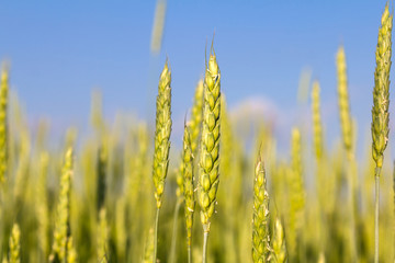 ears of wheat