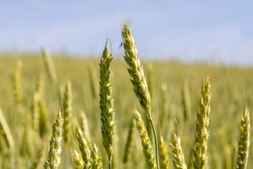 Fototapeta premium ears of wheat