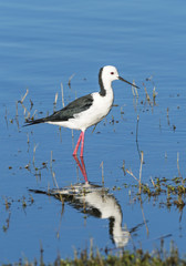 The Black-winged Stilt, Common Stilt or Pied Stilt (Himantopus himantopus), is a widely distributed, very long-legged wader in the avocet and stilt family.