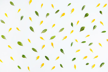 Flower arrangement of petals of yellow and green color. Spring and summer pattern. Flat lay, top view.