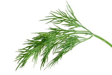 Fresh green dill isolated on white background