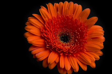 Orange gerbera flower on dark background