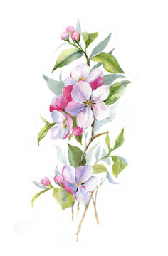 Hand-drawn watercolor drawing with apple blossom branch on the white background. Spring flowers